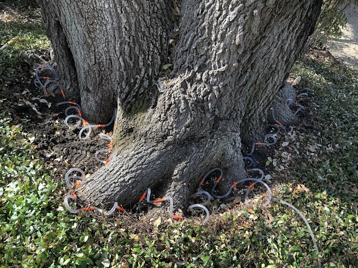 Detailed Tree Cabling and Bracing job site in Manitowoc