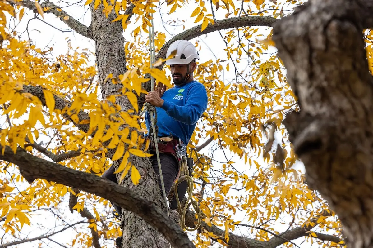 Skilled Tree Pruning crew working in Manitowoc