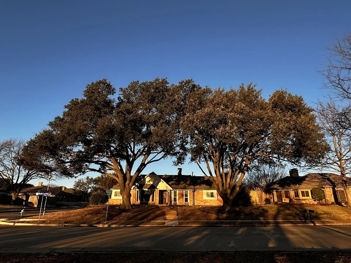 Established residential canopy tree shading a home in Manitowoc